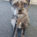 The Affen Terrier: A Spirited Blend of Affenpinscher and Border Terrier